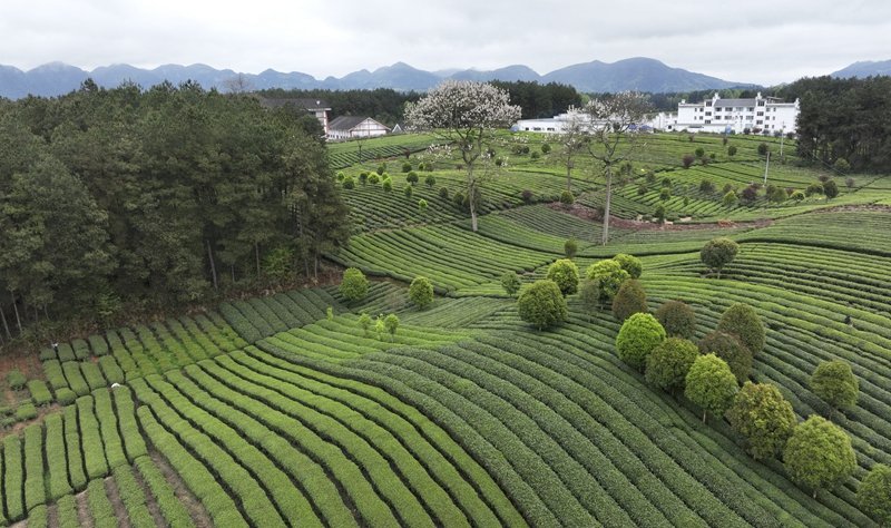 贵州凤冈：“生态茶”产业成为村民增收的重要产业