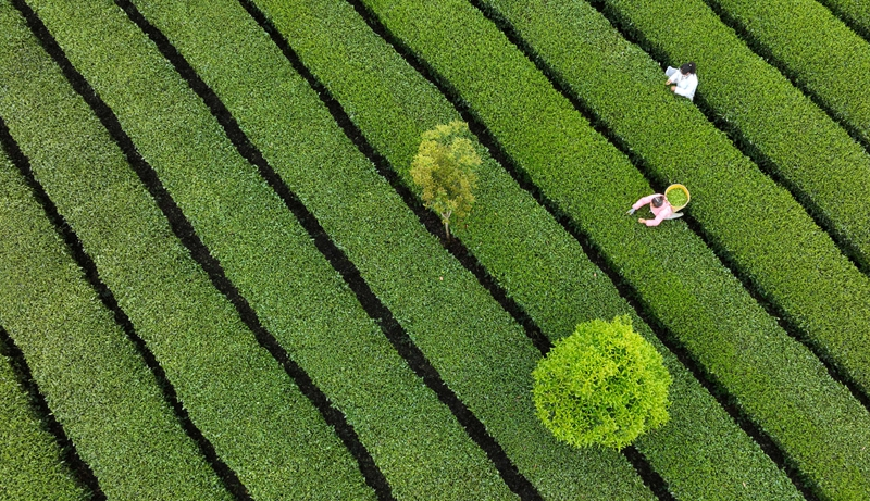 贵州凤冈：“生态茶”产业成为村民增收的重要产业