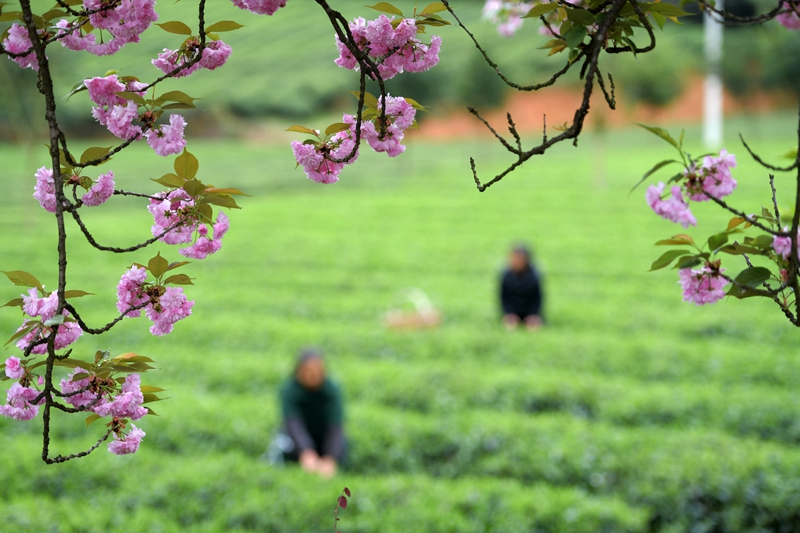 贵州凤冈：“生态茶”产业成为村民增收的重要产业