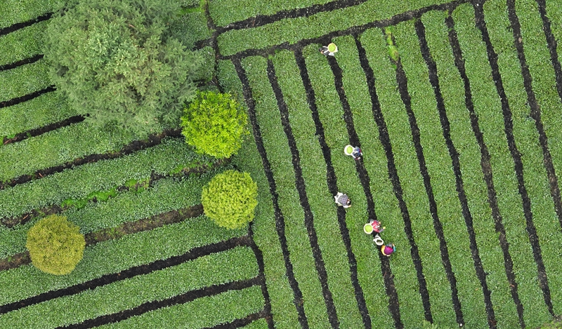 贵州凤冈：“生态茶”产业成为村民增收的重要产业