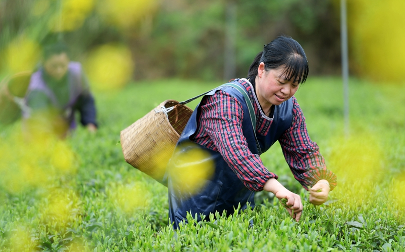 贵州凤冈：“生态茶”产业成为村民增收的重要产业