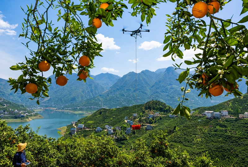 湖北秭归：“花果同枝”春橙飘香