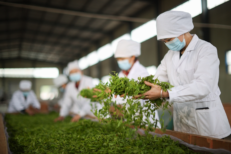 贵州丹寨：生态茶产业助力乡村振兴