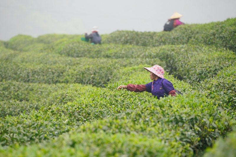 贵州丹寨：生态茶产业助力乡村振兴