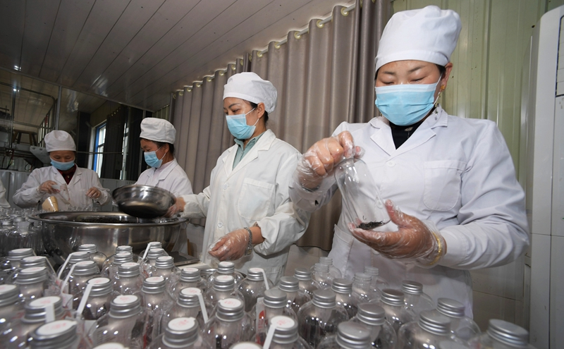 贵州丹寨：生态茶产业助力乡村振兴