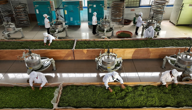 贵州丹寨：生态茶产业助力乡村振兴