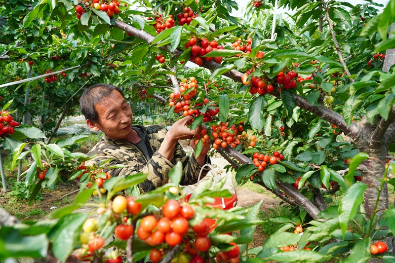 山东临朐：樱桃收获销售忙