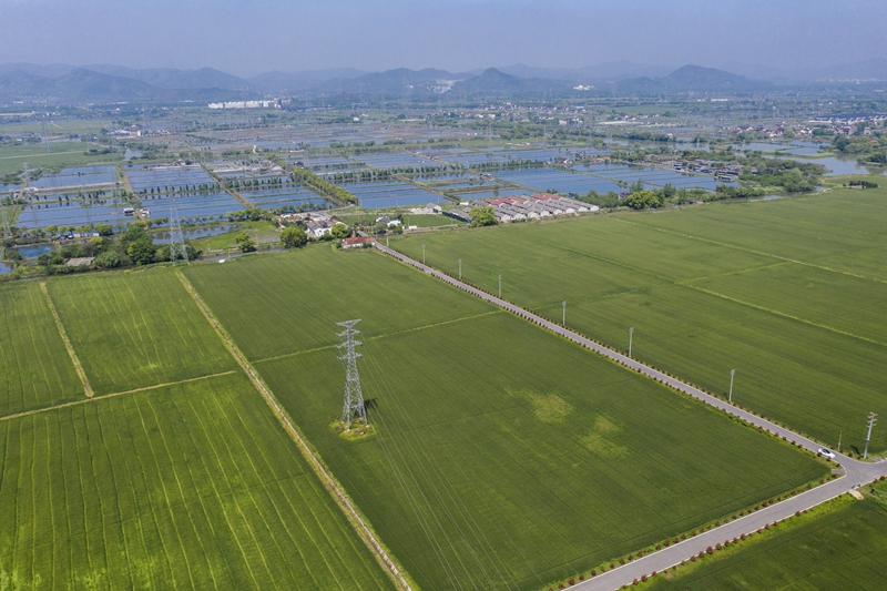谷雨时节万亩麦田植保忙