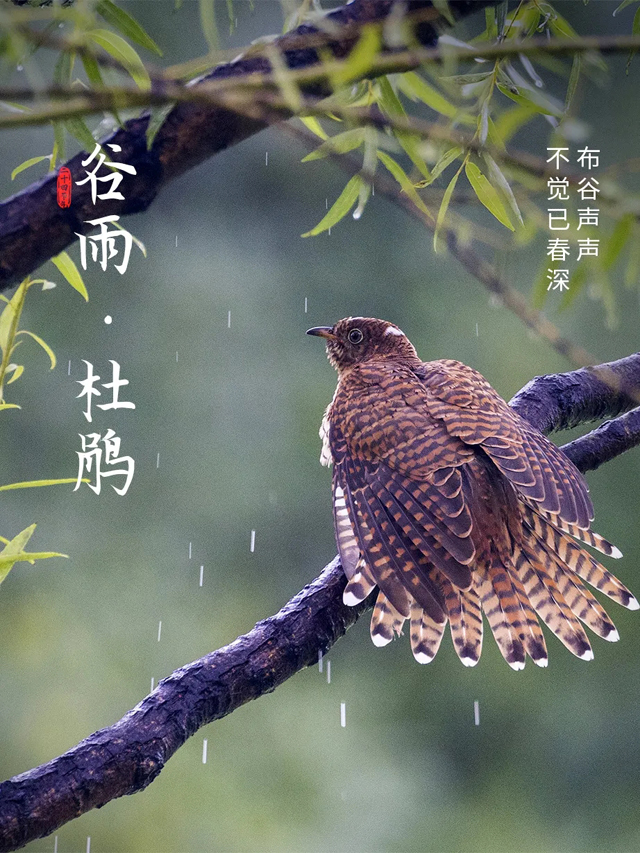 谷雨 | 这次，一定要抓住春天