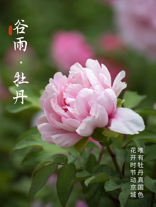 谷雨 | 这次，一定要抓住春天