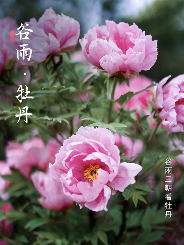 谷雨 | 这次，一定要抓住春天