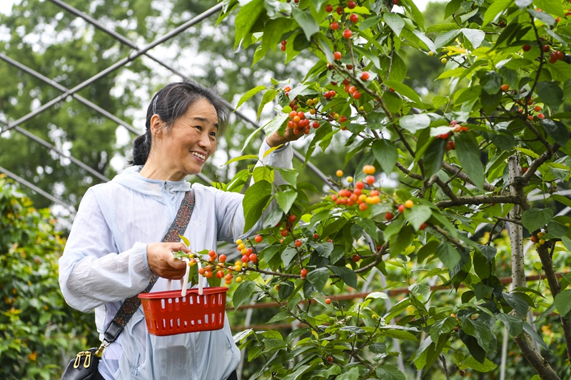 重庆璧山：樱桃采摘正当时
