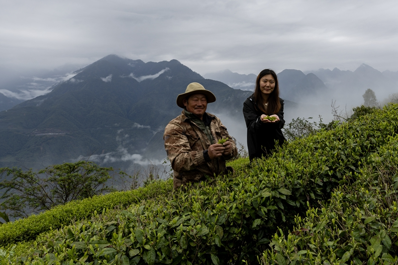 西藏墨脱：茶园飘香富山民