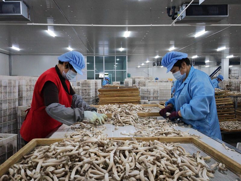 甘肃张掖：戈壁滩上“长出”蘑菇工厂