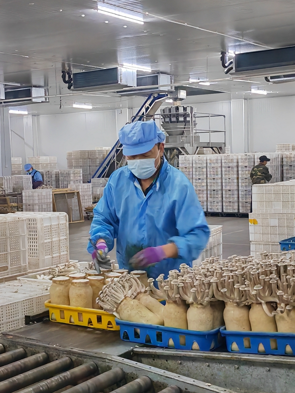 甘肃张掖：戈壁滩上“长出”蘑菇工厂