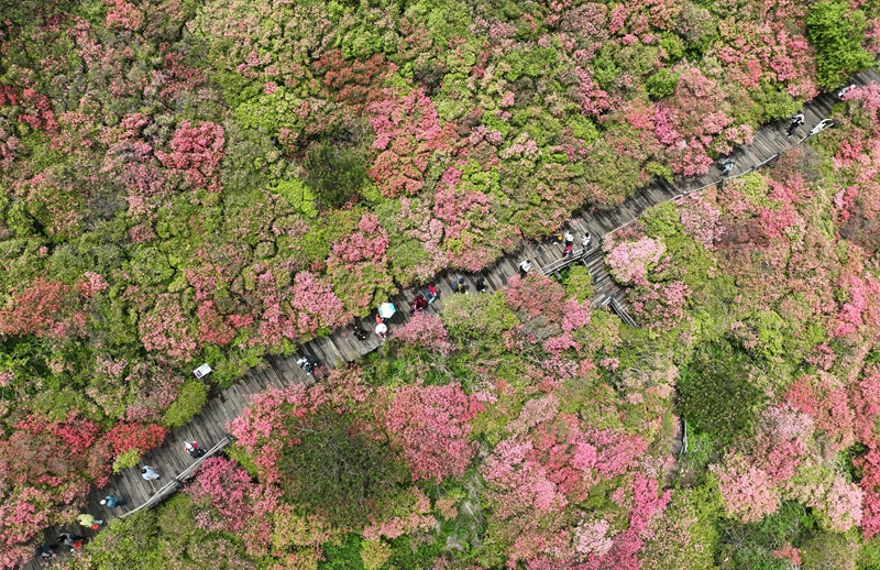 湖北麻城：十万亩杜鹃盛开迎客
