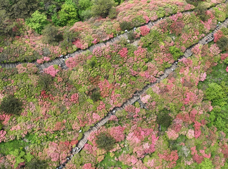 湖北麻城：十万亩杜鹃盛开迎客