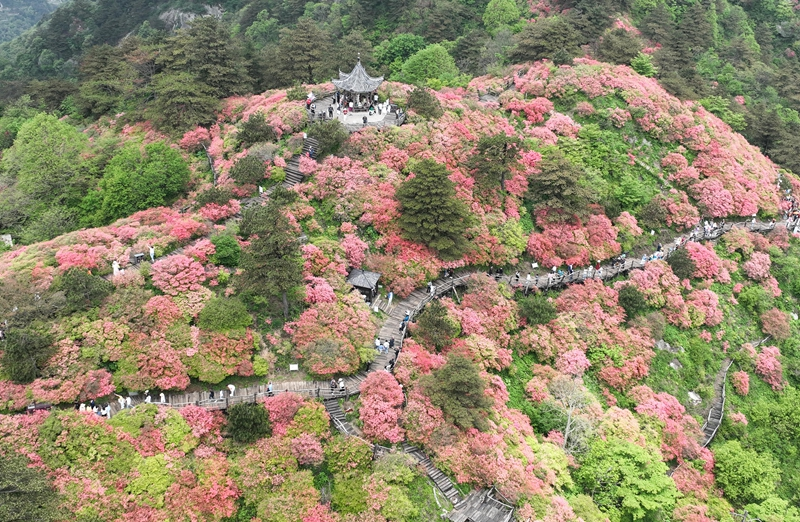 湖北麻城：十万亩杜鹃盛开迎客