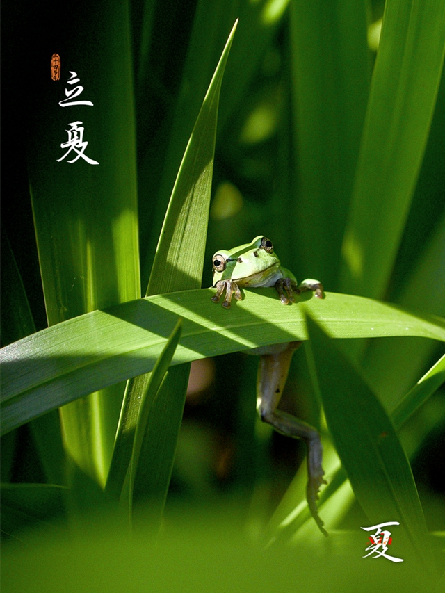 今日立夏 | 万物至此皆长大
