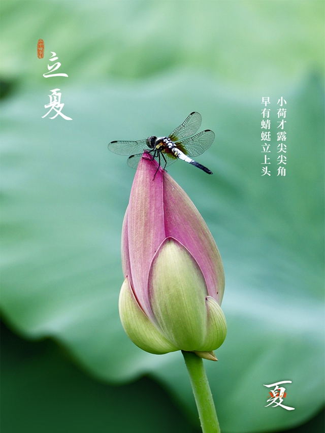 今日立夏 | 万物至此皆长大