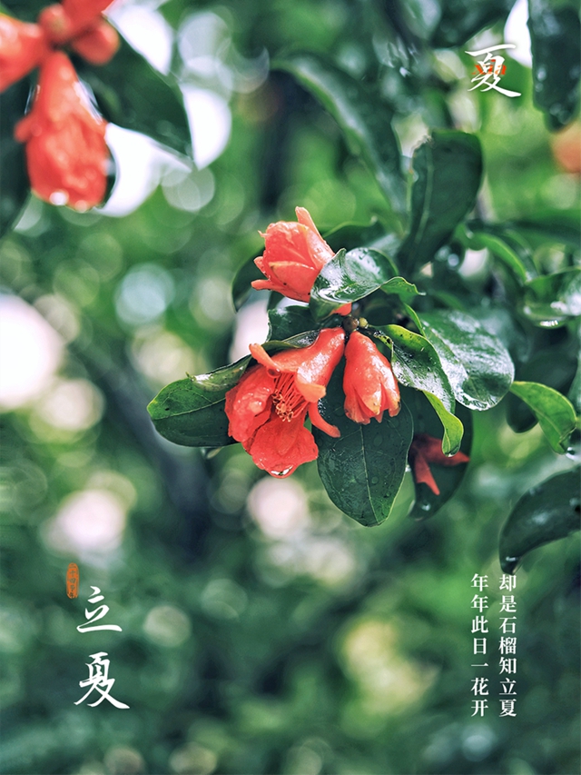 今日立夏 | 万物至此皆长大