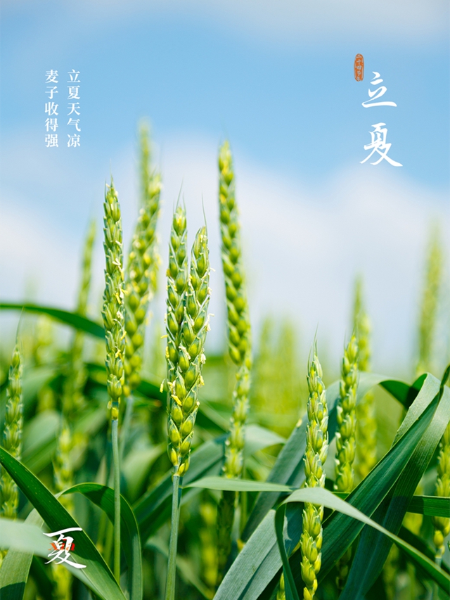 今日立夏 | 万物至此皆长大