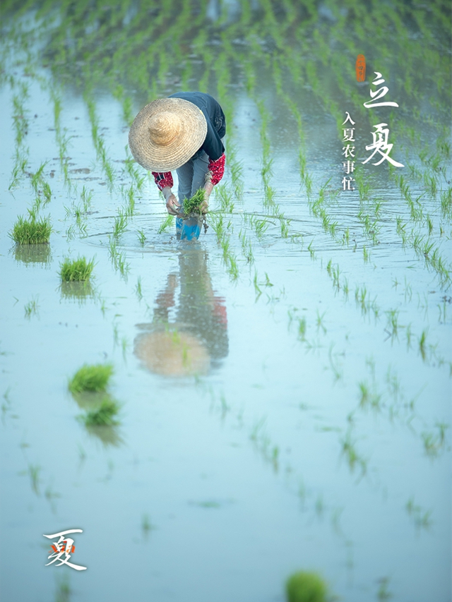 今日立夏 | 万物至此皆长大
