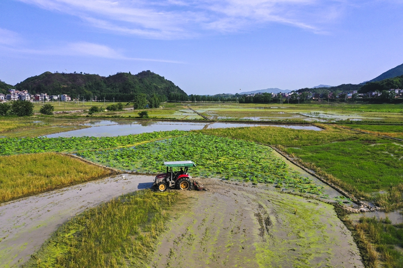 夏日农耕图