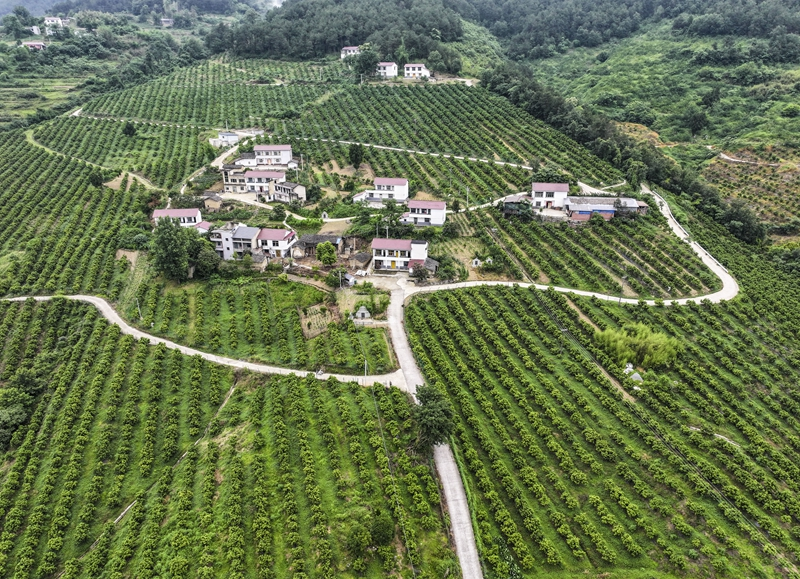 重庆万州：以产业振兴带动乡村振兴