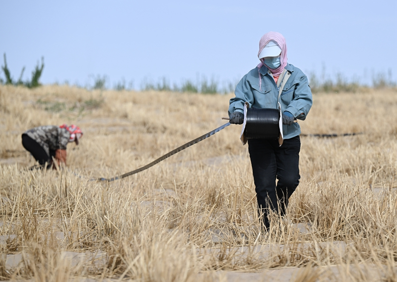 内蒙古：综合运用多种手段治理科尔沁沙地