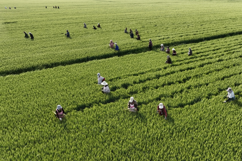 “燕赵”大粮仓田管忙