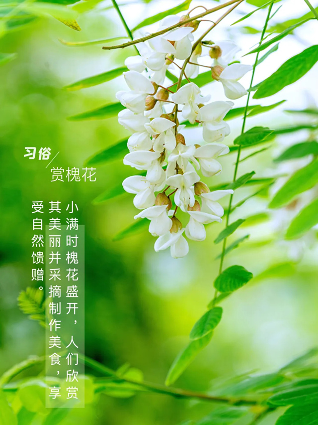 小满，未满之美