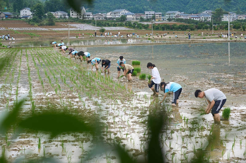 田间课堂感悟劳动之美