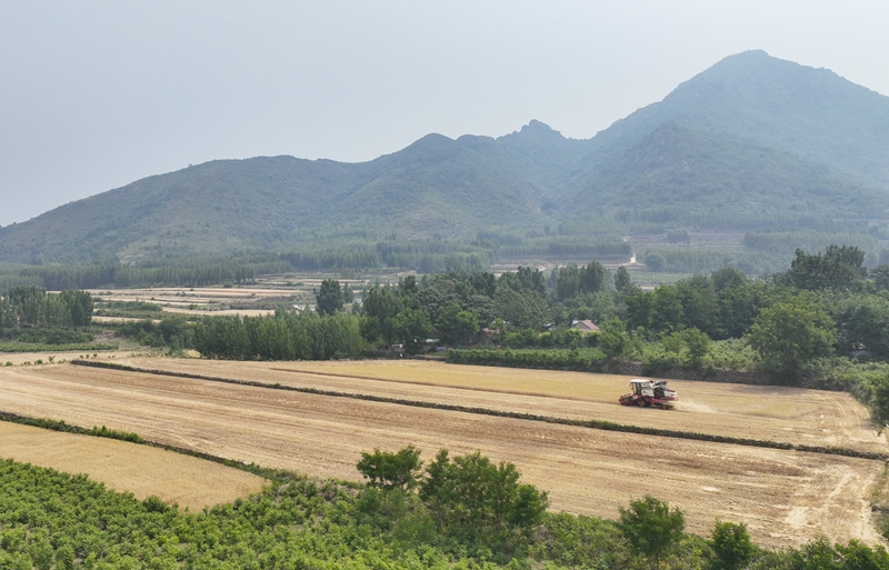 河南山东等地小麦陆续开镰收割