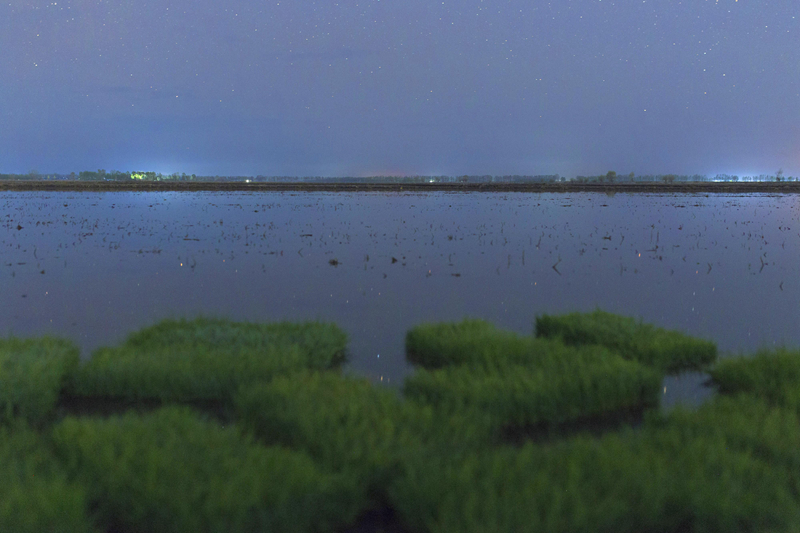 初夏“北大仓”舒展稻田星光画卷