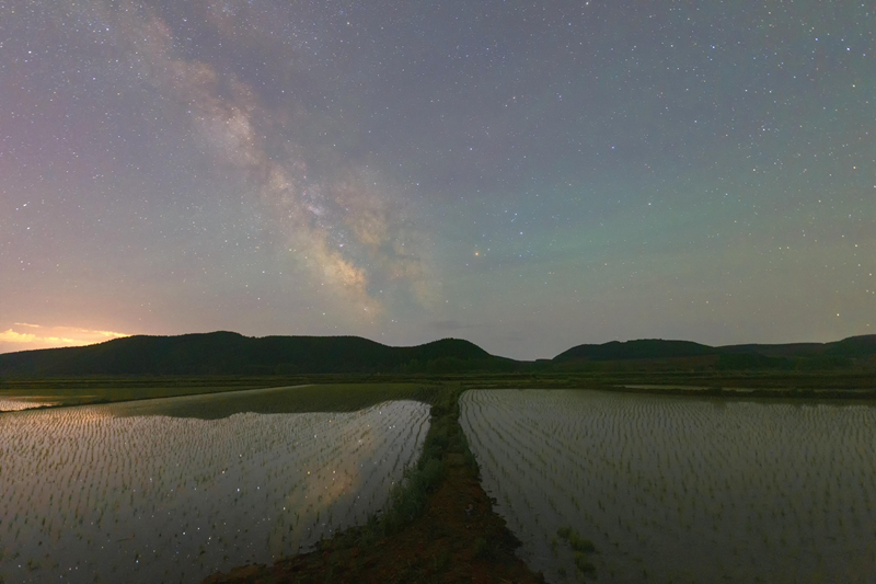 初夏“北大仓”舒展稻田星光画卷