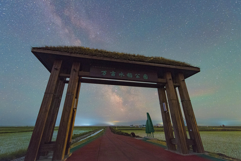 初夏“北大仓”舒展稻田星光画卷