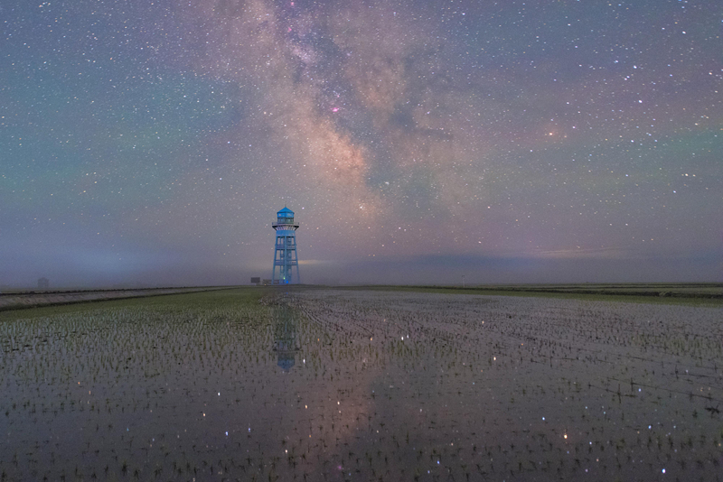 初夏“北大仓”舒展稻田星光画卷