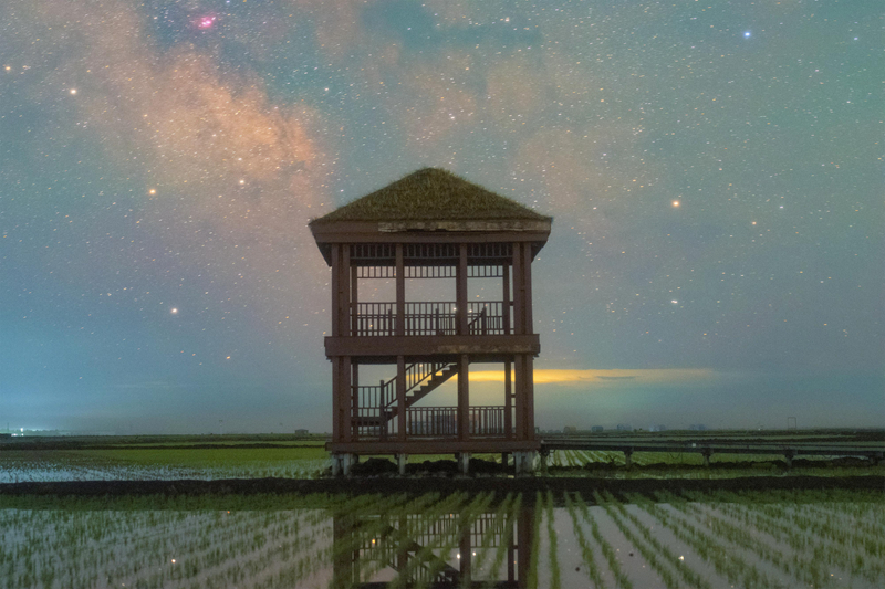 初夏“北大仓”舒展稻田星光画卷