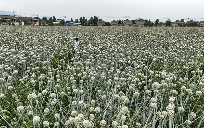 芒种将至农事忙