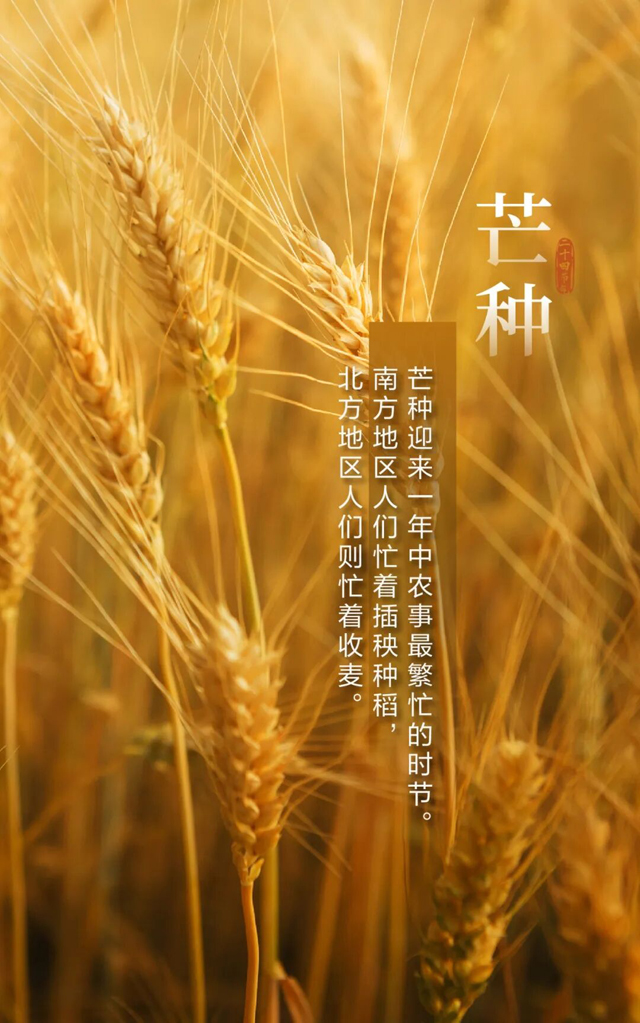 今日芒种，种下希望