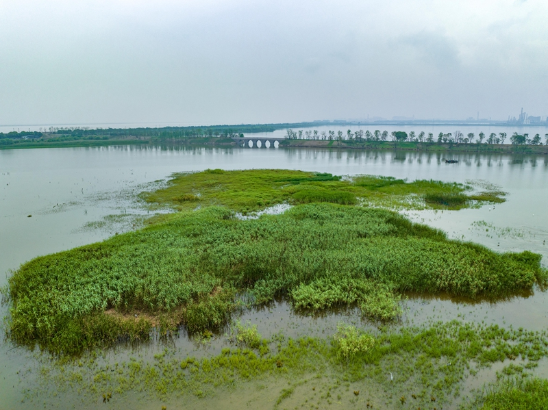 浙江杭州：钱塘江湿地风光美