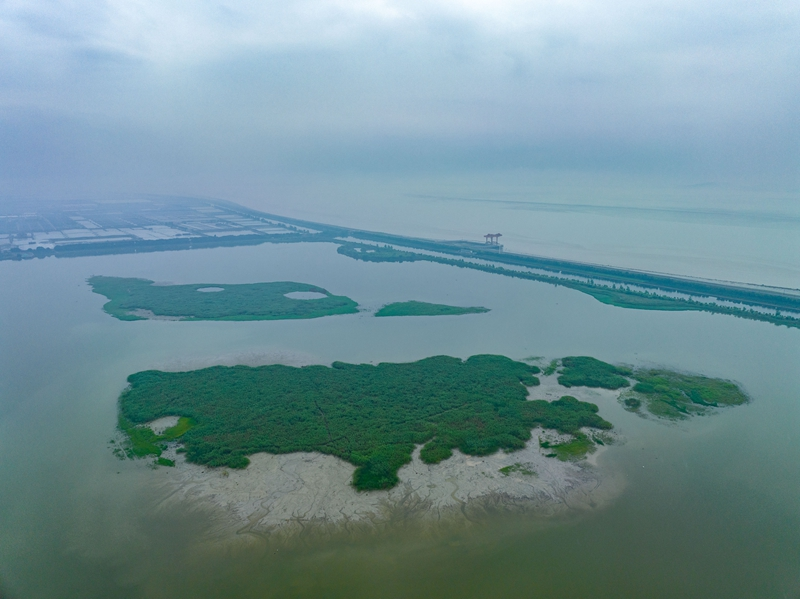 浙江杭州：钱塘江湿地风光美