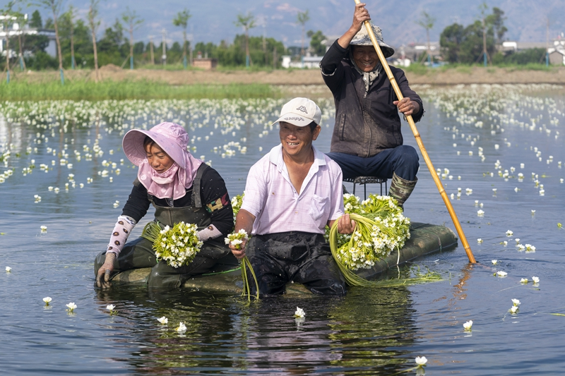 大理海菜花迎丰收