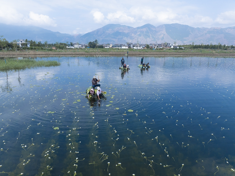 大理海菜花迎丰收