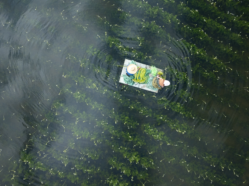 大理海菜花迎丰收