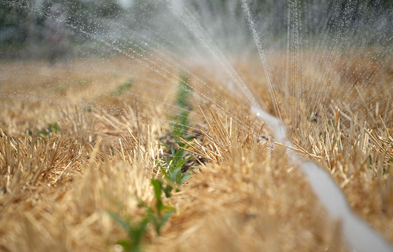 山东菏泽：加大引用黄河水量 积极抗旱保夏种