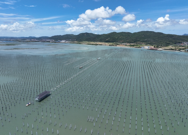 福建：海上光伏电站建设忙
