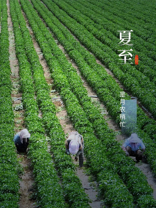 今日夏至，迎接盛夏！