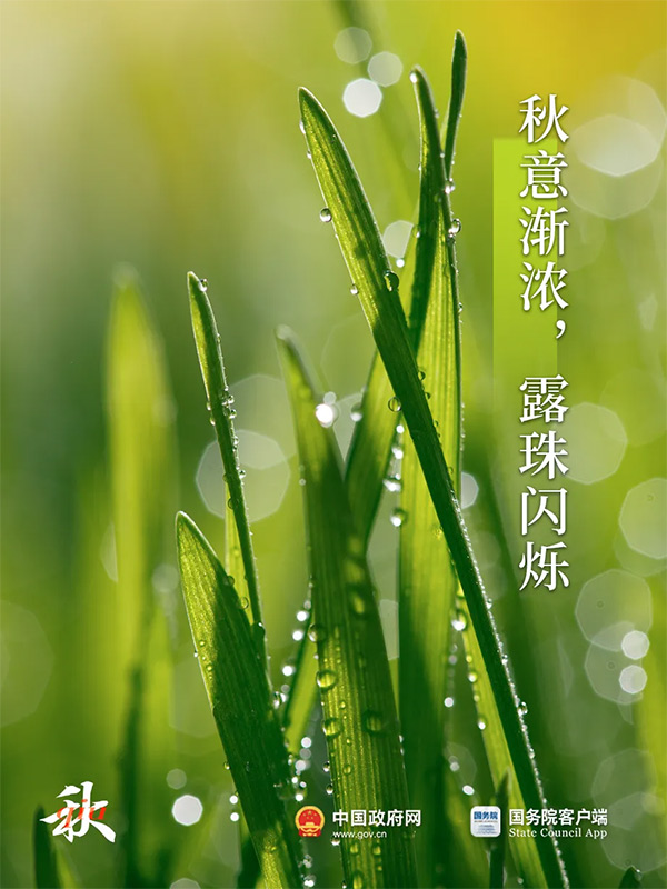 今日白露 | 秋意渐浓，露从今夜白